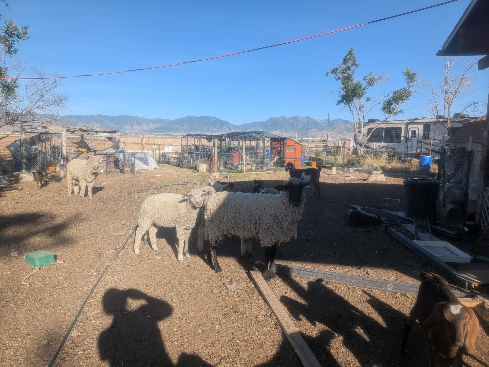 Complete Homestead Starter Sheep Flock – Dorset & Suffolk