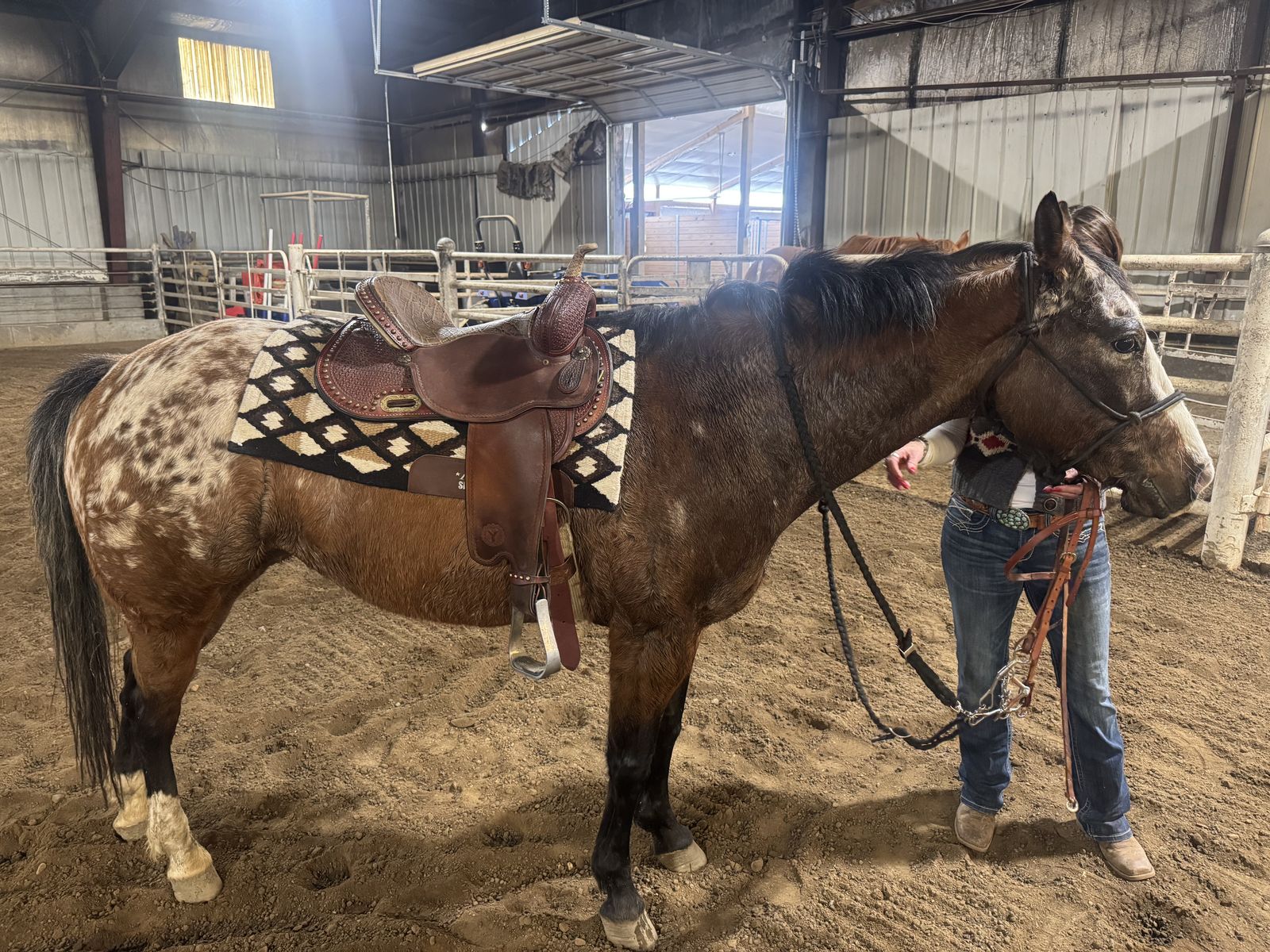 Wrll Brole, Gentle 7 yr old Appy/Qtr Mare