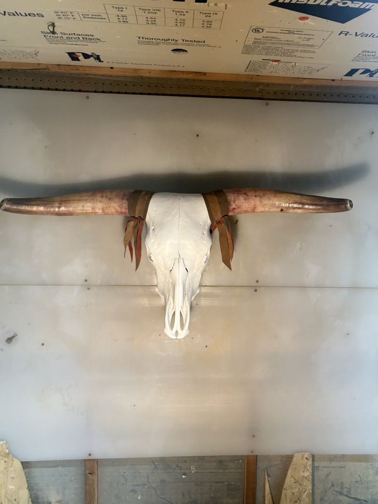 Steer Skull