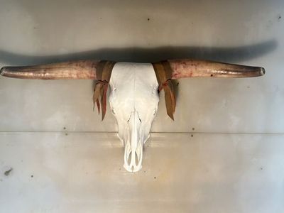 Steer Skull