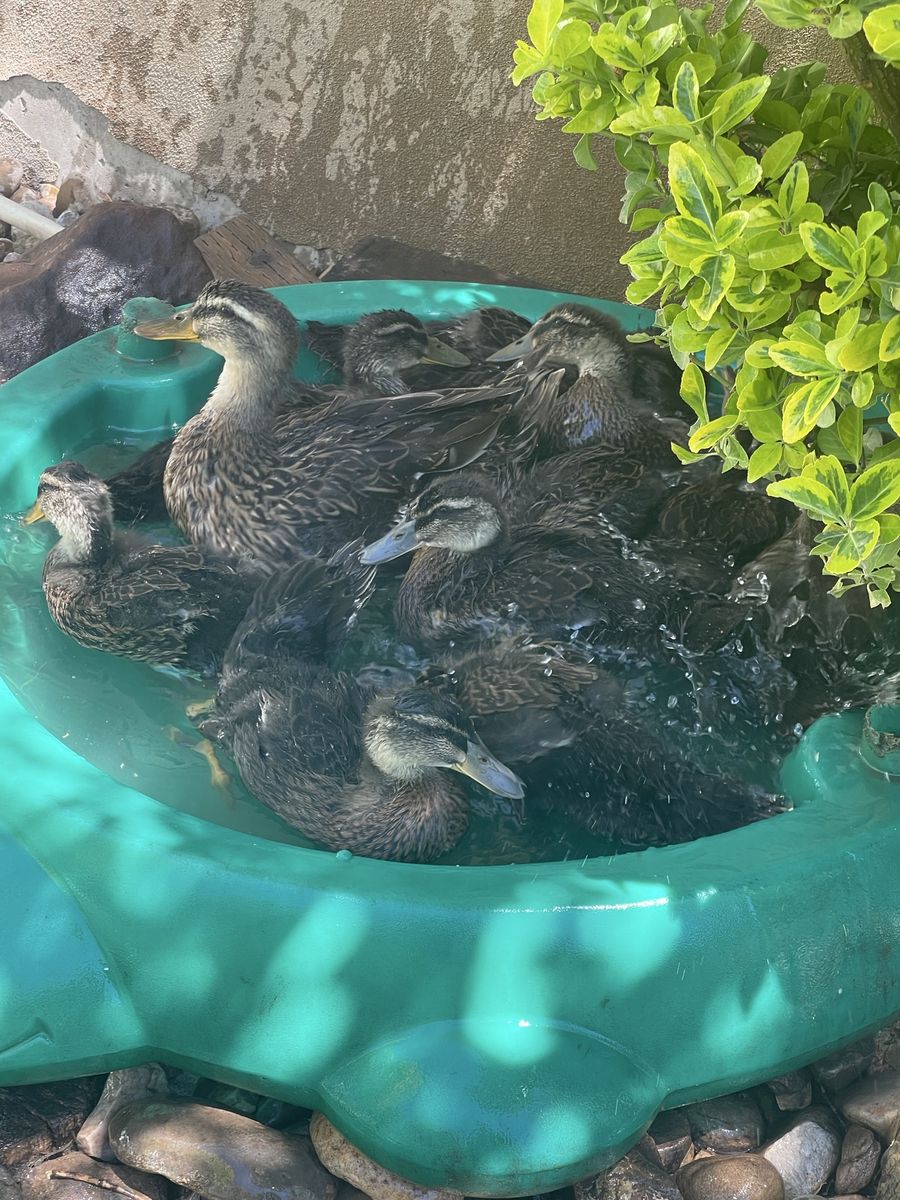2 adult female mallards