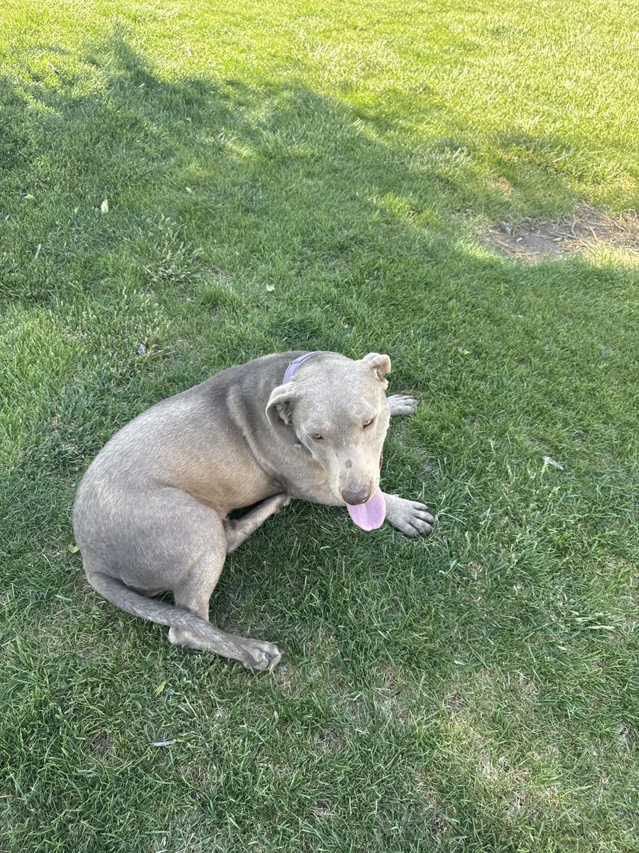 female silver lab with unknown breed