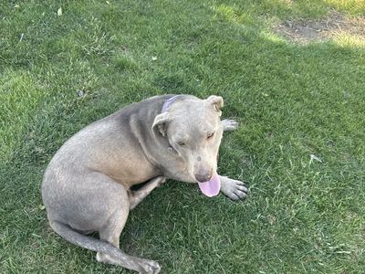 female silver lab with unknown breed
