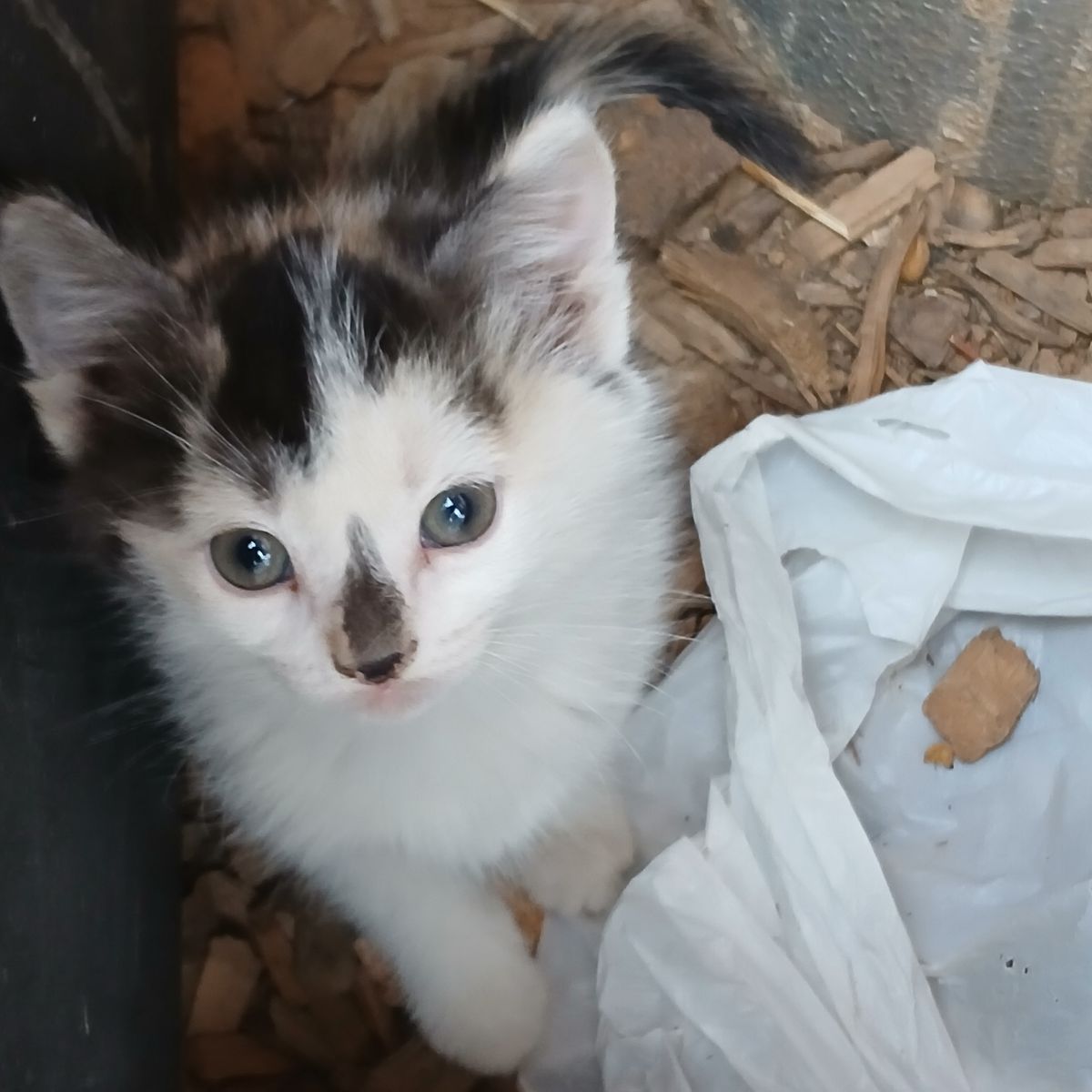 Adorable Kittens for Adoption - Playful and Ready for a Loving Home