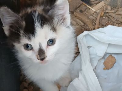 Adorable Kittens for Adoption - Playful and Ready for a Loving Home