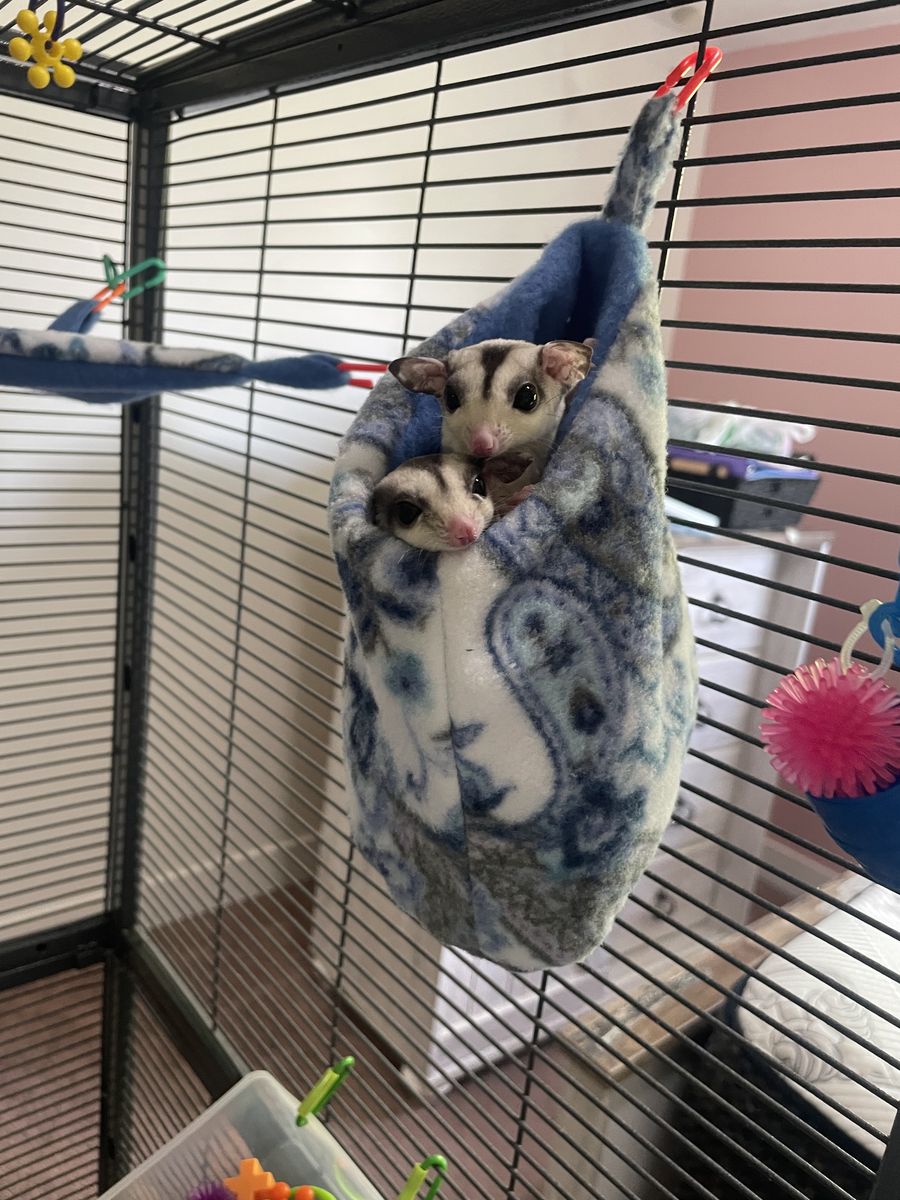 Bonded Pair Sugar Gliders + Complete Setup