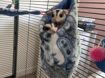 Bonded Pair Sugar Gliders + Complete Setup