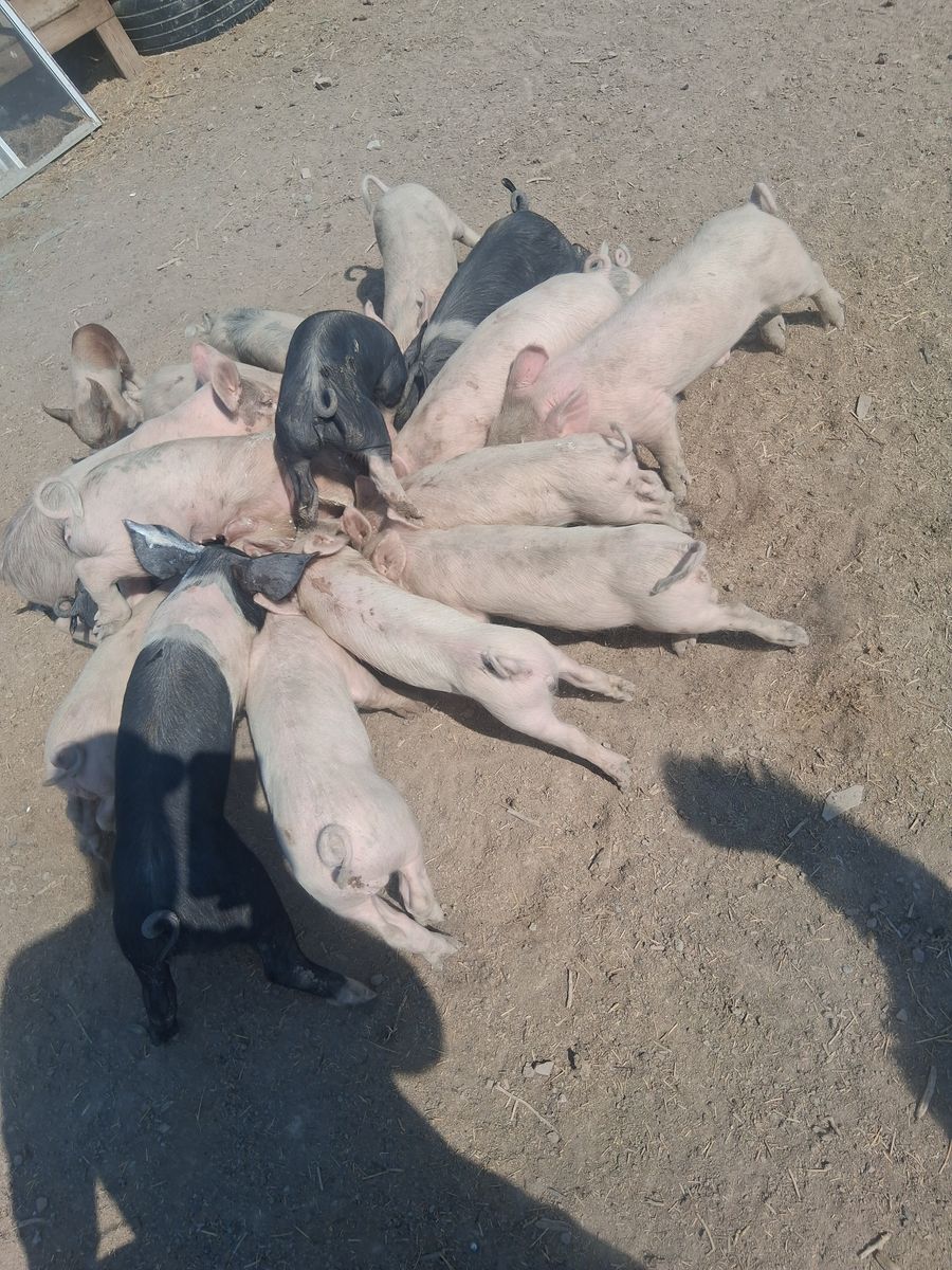 Pigles for sale
