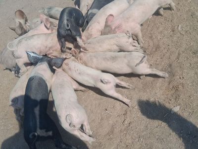Pigles for sale