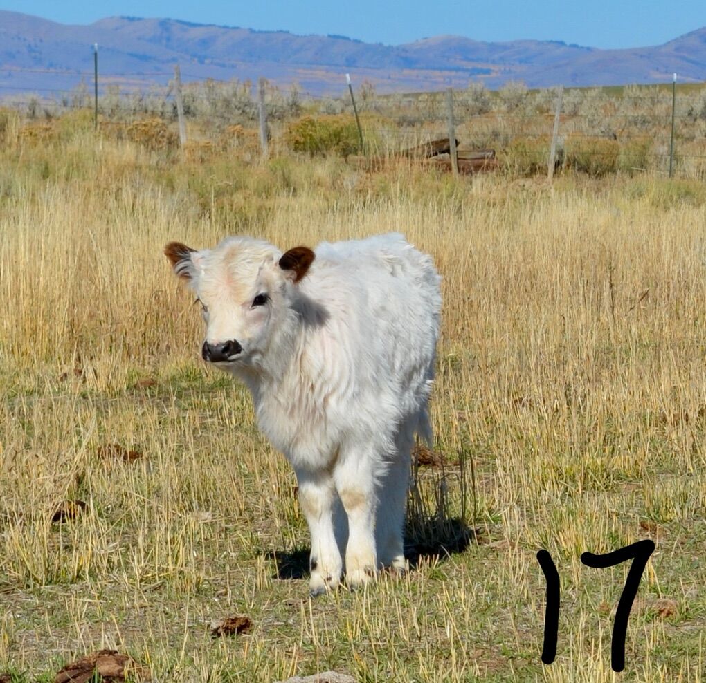 17725 Mini highpark/Hereford cross bull