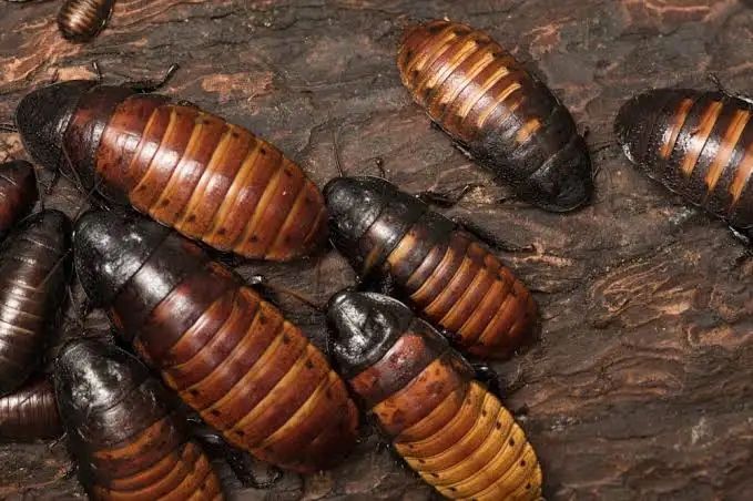 Madagascar hissing roach colony