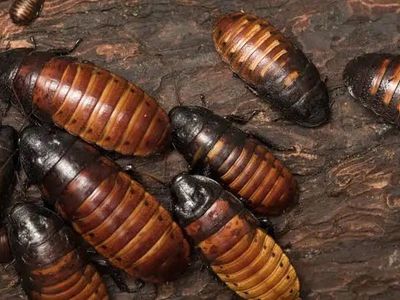 Madagascar hissing roach colony