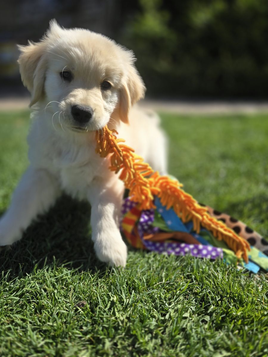 Golden Retriever Puppies  OFA AKC