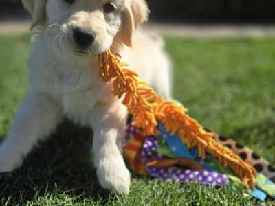 Golden Retriever Puppies OFA AKC