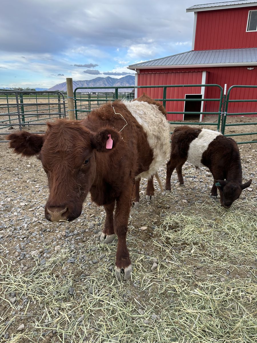 Purebred Red Belted Galloway Cow with Half-Breed Mini Bull Calf – $2,800