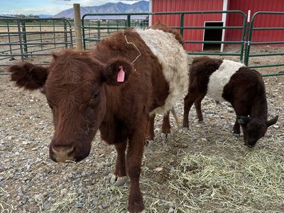 Purebred Red Belted Galloway Cow with Half-Breed Mini Bull Calf – $2,800