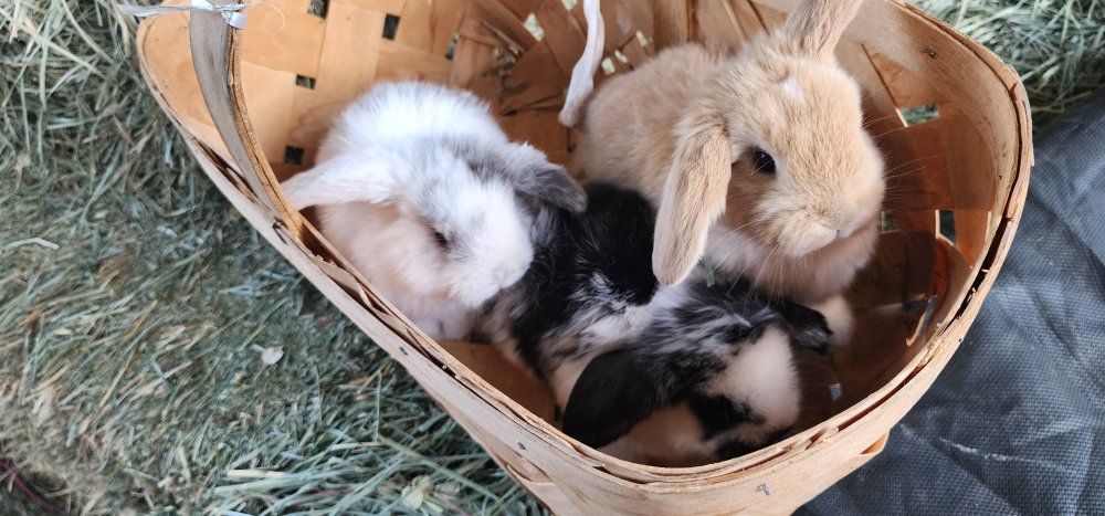 Holland Lop Babies