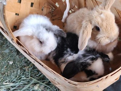 Holland Lop Babies
