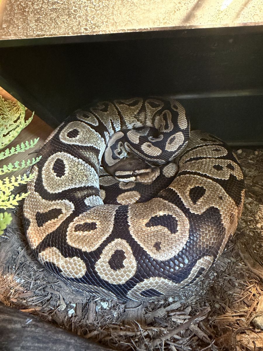 Female Ball Python-Free to a good home