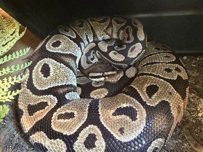 Female Ball Python-Free to a good home