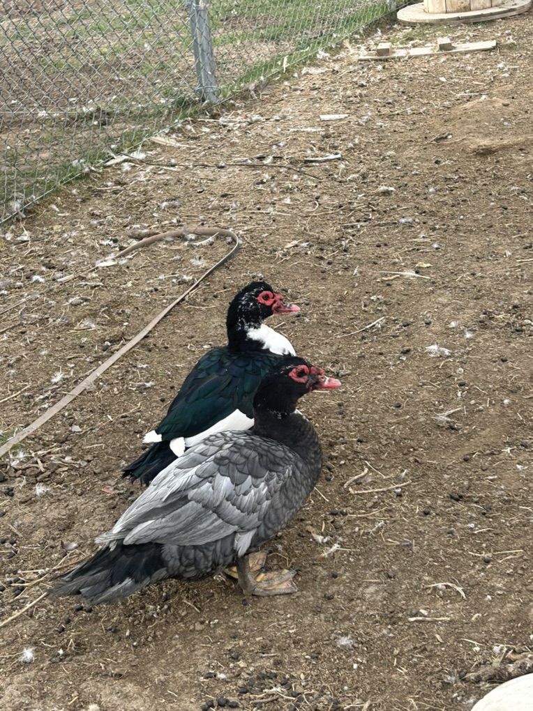 Male Muskovy Ducks