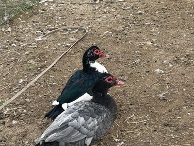Male Muskovy Ducks