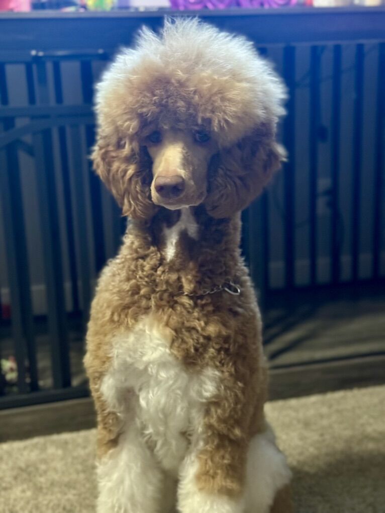 Female Small Standard Poodle