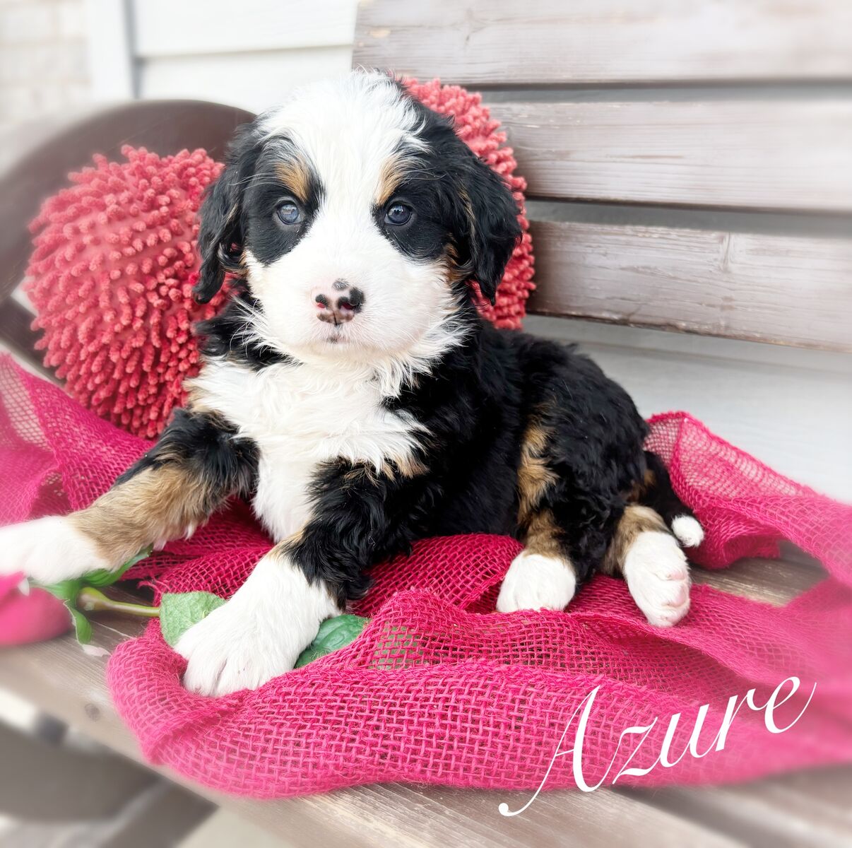 ULTRA BERNEDOODLES READY TO GO!!!