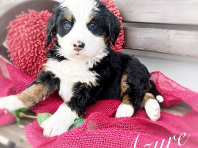 ULTRA BERNEDOODLES READY TO GO!!!