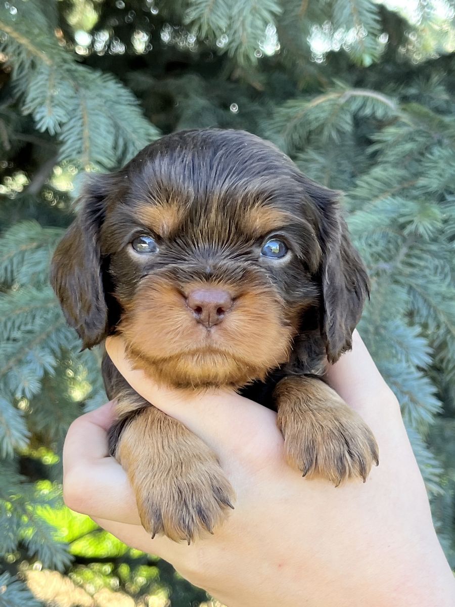 King Charles Cavaliers