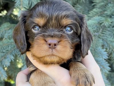 King Charles Cavaliers