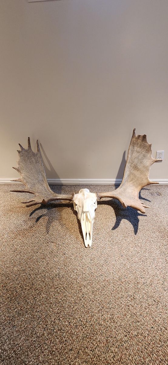 Moose antler mount