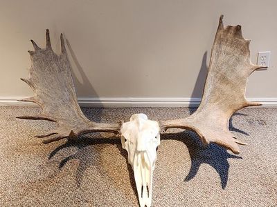 Moose antler mount