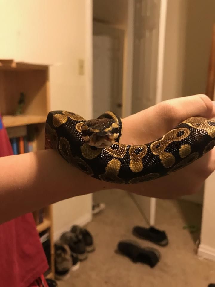 Ball python