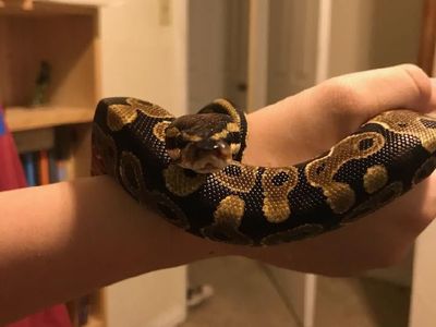Ball python
