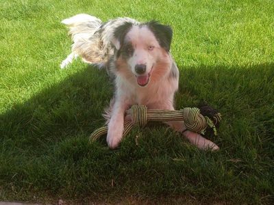 Australian Shepherd