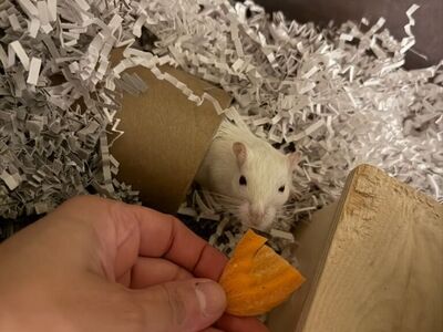 Willie Nelson the Gerbil