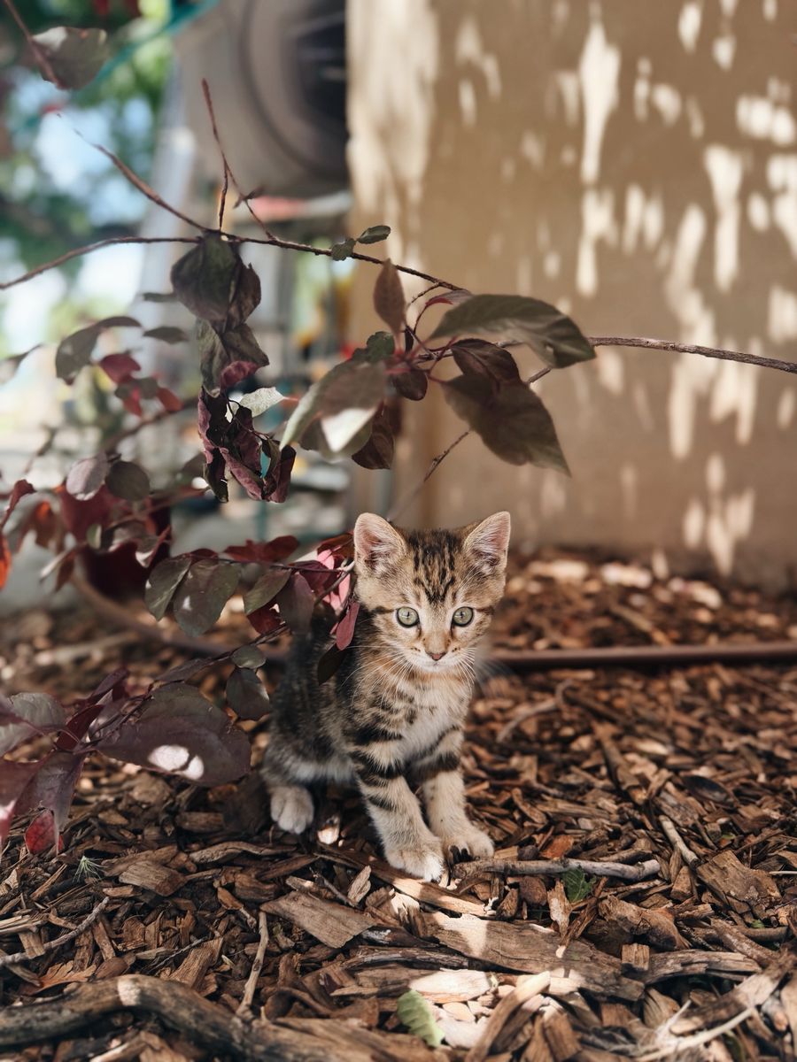 Kitten