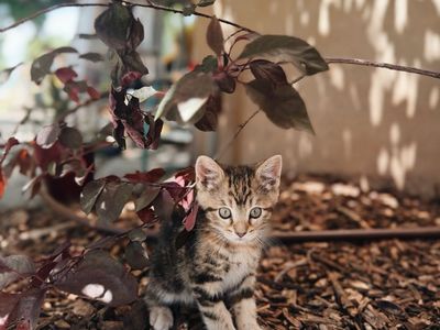 Kitten