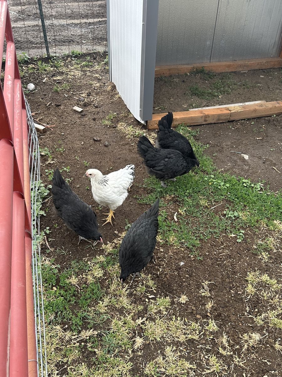 12 week old pullets