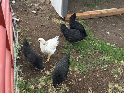 12 week old pullets