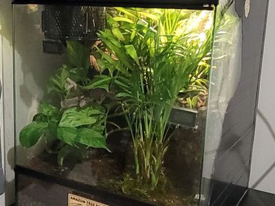 Bio-active Terrarium 24x18x18