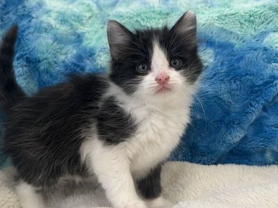 6 Darling Kittens!! 7wks, Ready Soon!