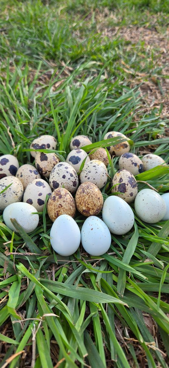 Large Quail Eggs!!
