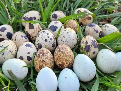 Large Quail Eggs!!