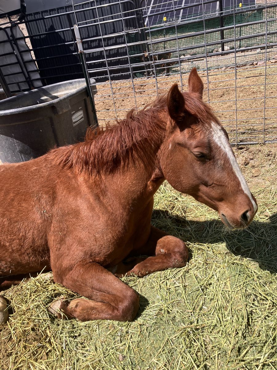 3 year old gelding