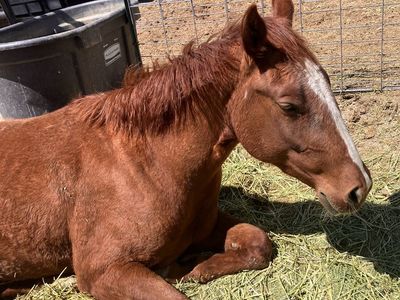 3 year old gelding