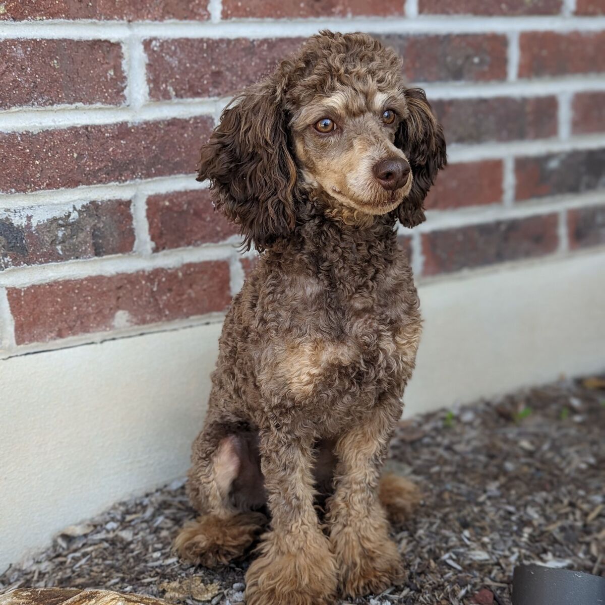 AKC mini poodle stud, DNA clear! OFA Brown phantom