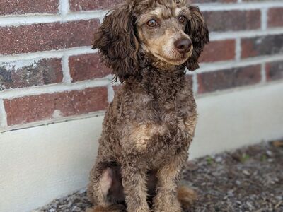 AKC mini poodle stud, DNA clear! OFA Brown phantom