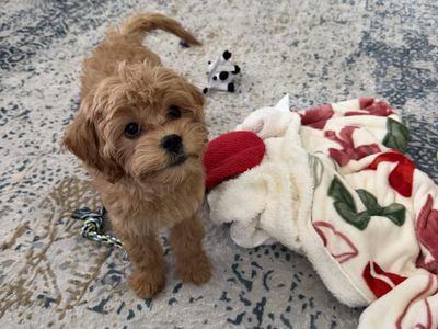 Adorable Cavapoo Puppy!️
